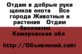 Отдам в добрые руки щенков енота. - Все города Животные и растения » Отдам бесплатно   . Кемеровская обл.